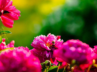 Bumblebee and flowers