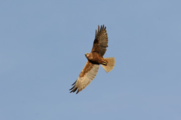 bald eagle in flight