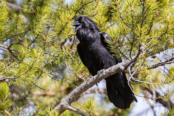 raven