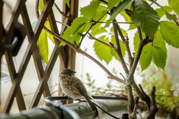 little bird on the porch