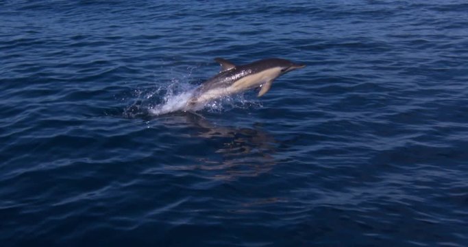 Dolphin jumps and dives underwater ocean waves splash slow motion.mov