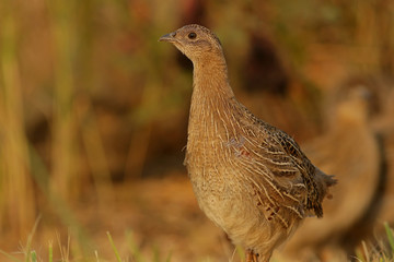 pheasant in the field