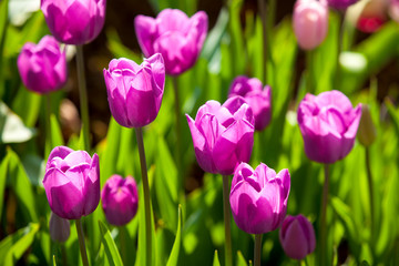 Purple Tulips