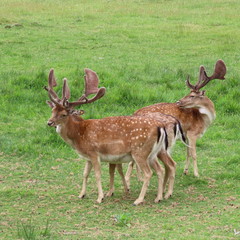 deer, fallow deer in the open air on a clearing in northern Germany