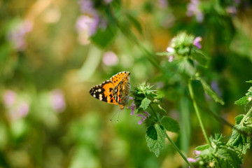 A beautiful butterfly with orange wings sits on a wild flower.