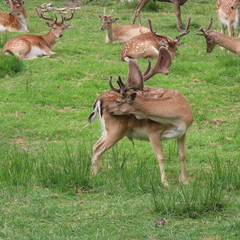 deer, fallow deer in the open air on a clearing in northern Germany