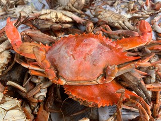 close up of steamed crabs