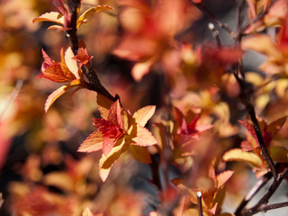 A red shrub of spring