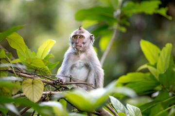 Naklejka na ściany i meble Long-tailed Macaque Monkey