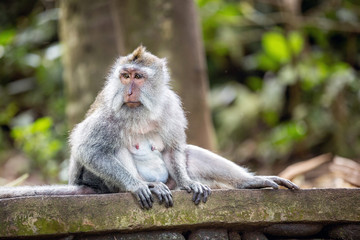 Long-tailed monkey in Sacred monkey forest