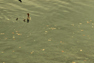 wood ducks following mama duck around the lake