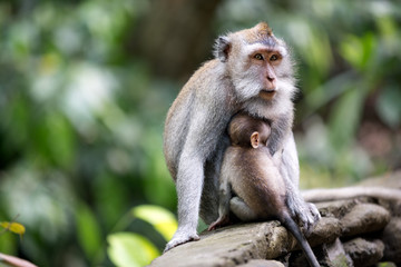 Naklejka na ściany i meble Female monkey with her baby