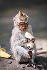 Balinese monkey with banana