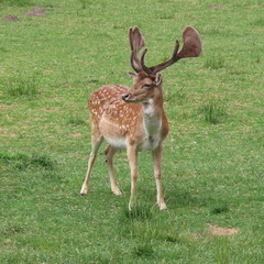 deer, fallow deer in the open air on a clearing in northern Germany