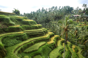 Green rice fields on Bali island,