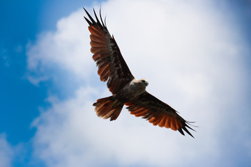 Naklejka na ściany i meble bald eagle in flight