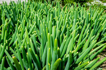 Decorative onions