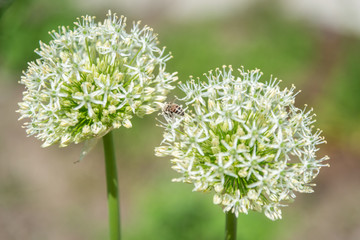 Decorative onions