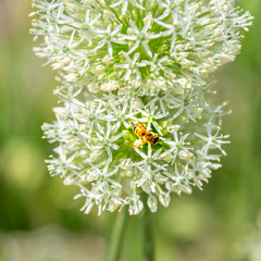 Decorative onions