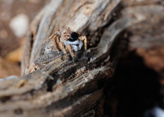 A jumping spider Salticidae, Greece