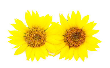 Two yellow sunflowers.