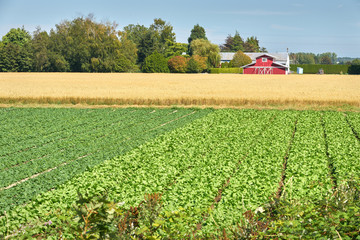 Crops in the Sun. Wheat, spinach, and lettuce crops growing on a farm.
