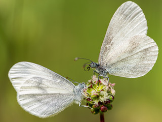 Two of a kind white wood butterfly