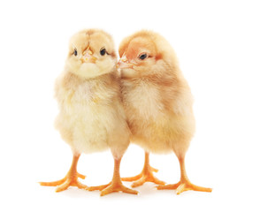 Fototapeta premium Two small chickens.