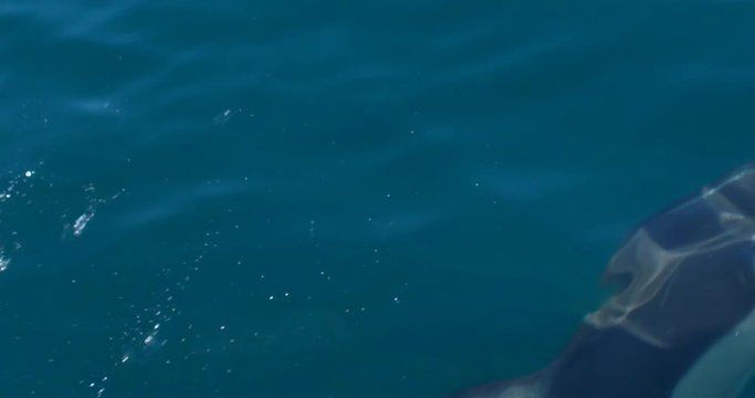 Bottlenose dolphin swimming near ocean surface slow motion