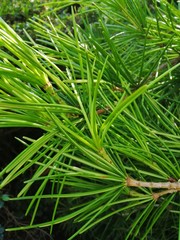 Beautiful of green tropical leaves