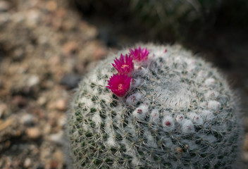 Macro photo of spiky and fluffy cactus, cactaceae or cacti