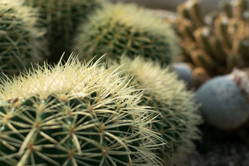 Macro photo of spiky and fluffy cactus, cactaceae or cacti