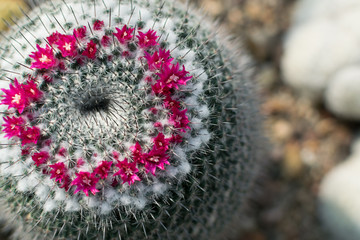 Macro photo of spiky and fluffy cactus, cactaceae or cacti