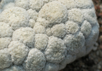 Macro photo of spiky and fluffy cactus, cactaceae or cacti