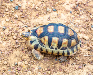 Close up sulcata tortoise,spurred tortoise resting in the garden,Spurred tortoise on ground