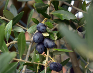 Olives hanging fresh from a tree branch