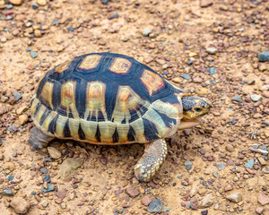 Close up sulcata tortoise,spurred tortoise resting in the garden,Spurred tortoise on ground with his protective shell