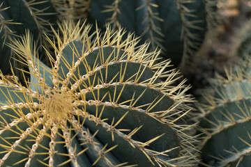 Naklejka na ściany i meble Macro photo of spiky and fluffy cactus, cactaceae or cacti