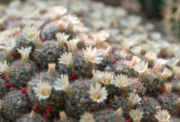 Macro photo of spiky and fluffy cactus, cactaceae or cacti