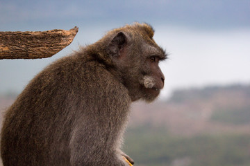 Monkey staring