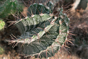 Macro photo of spiky and fluffy cactus, cactaceae or cacti
