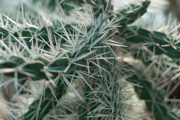 Macro photo of spiky and fluffy cactus, cactaceae or cacti