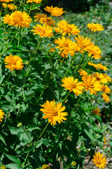 Blooming yellow flowers in summer garden