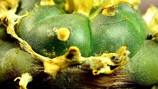 Peyote cactus with flower