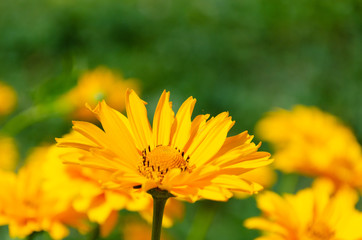 Blooming yellow flowers in summer garden