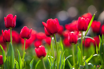 Red tulips in springtime