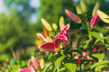 Beautiful blooming lily flowers in the garden