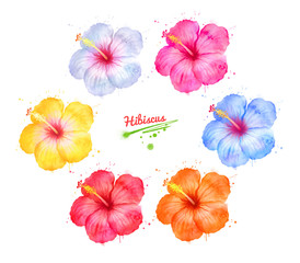 Illustration set of colorful Hibiscus flowers