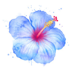 Illustration of blue Hibiscus flower