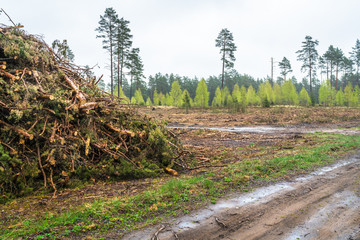 deforestation; felling pile with twigs in the foreground at the roadside and at the back young, medium and large trees